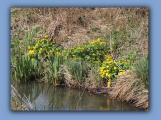 Marsh Marigold. Hetton Burn near Hetton House Wood. 2nd April 2024 2.jpg